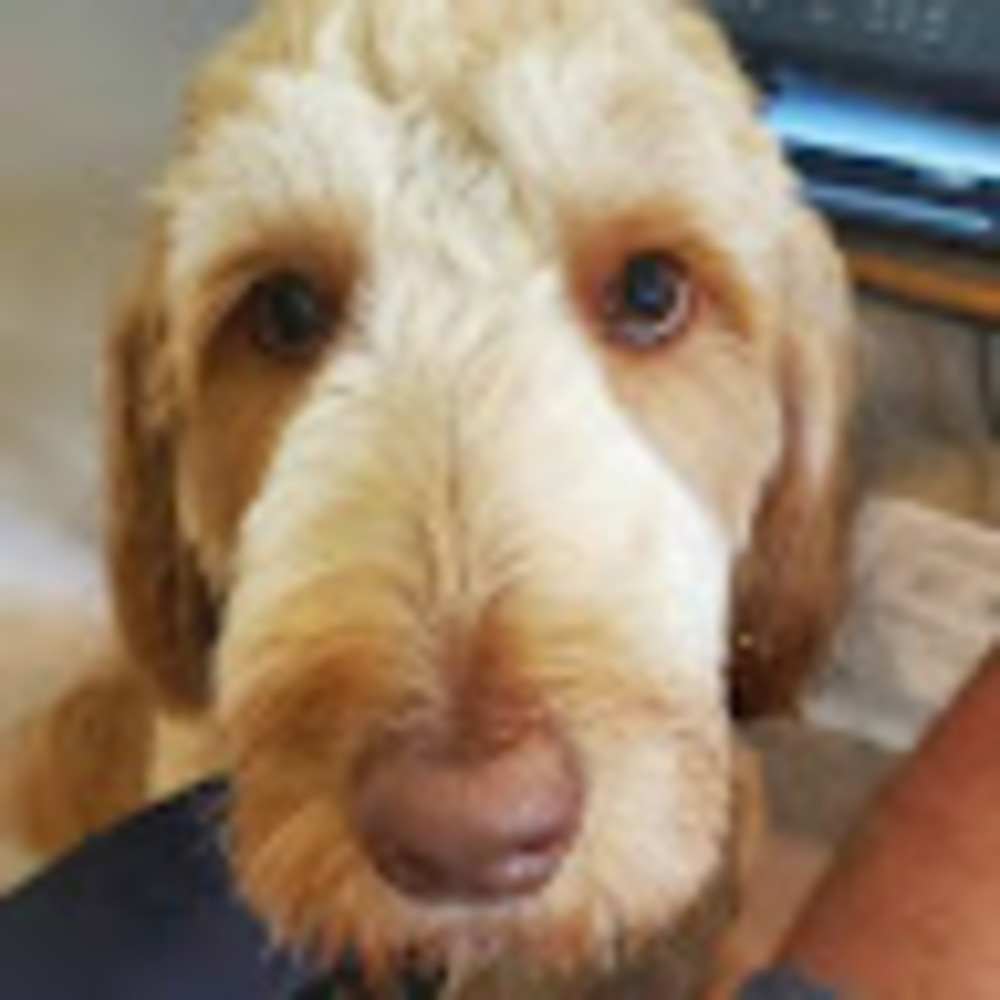 Meet your Posher, Dennis
